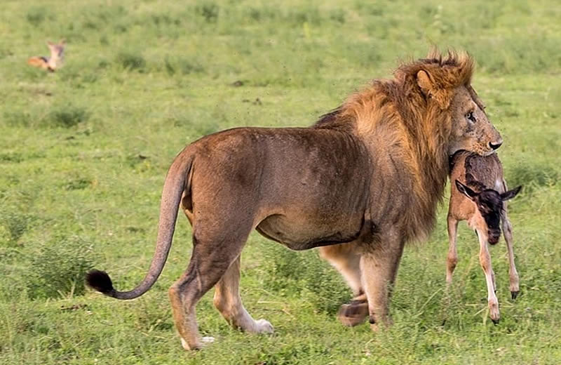 Can I see all the Big five animals on 3 Days Uganda safari in Murchison falls